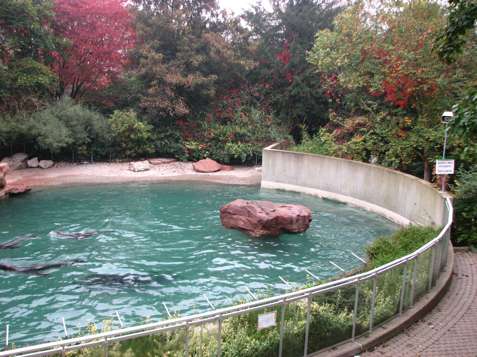 Zoo de Mulhouse 2006 - South American Sea Lion pool