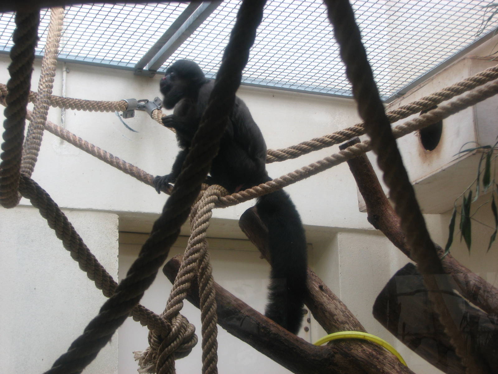 Zoo de Mulhouse 2006 - The only Bearded Saki in captivity outside of South