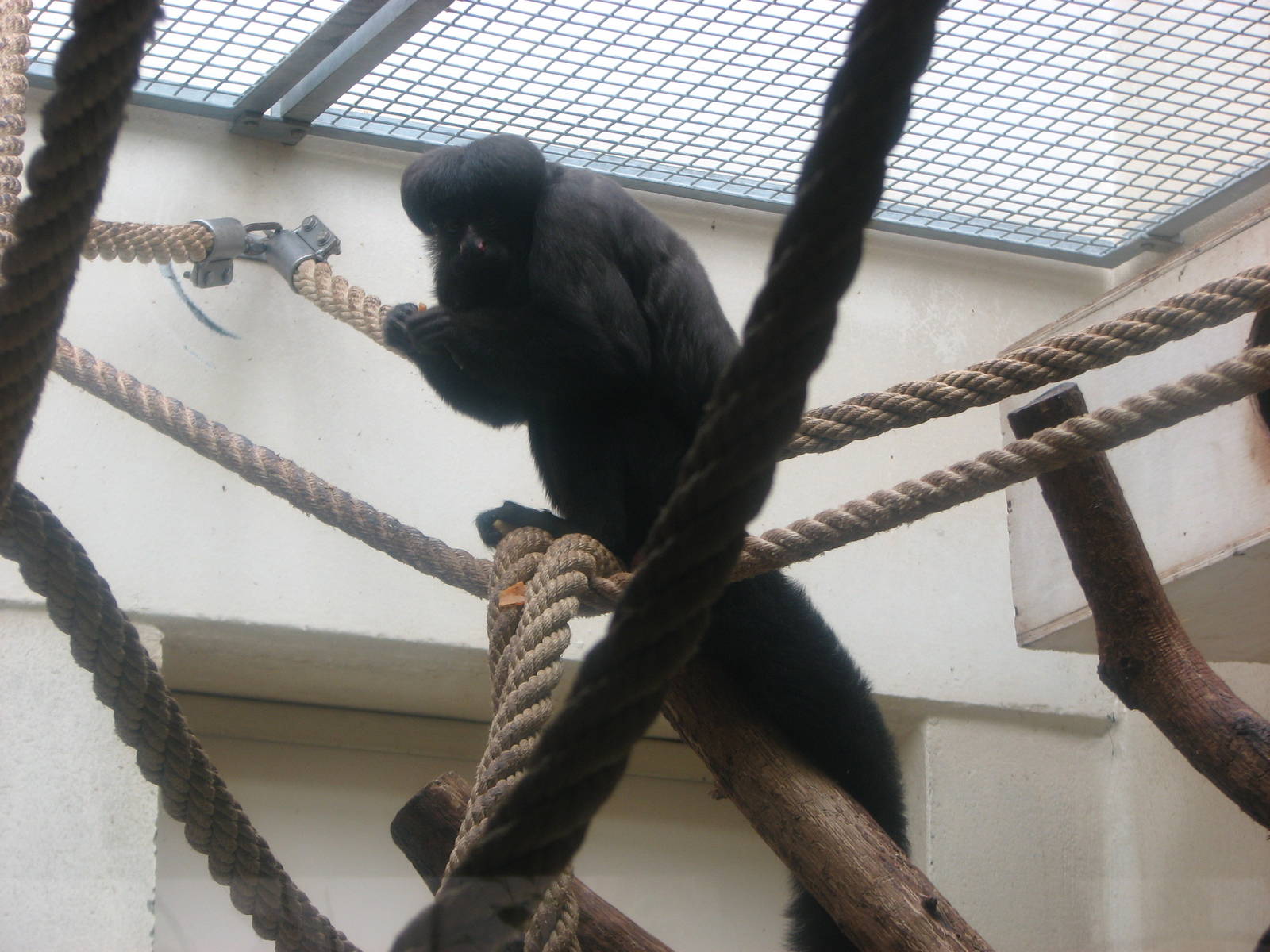 Zoo de Mulhouse 2006 - The only Bearded Saki in captivity outside of South
