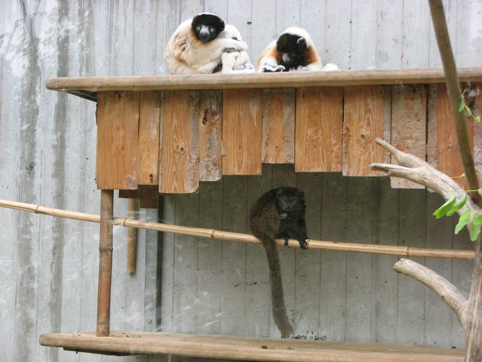 Zoo de Mulhouse 2006 - Verreaux Sifaka and Alaotran Gentle Lemur