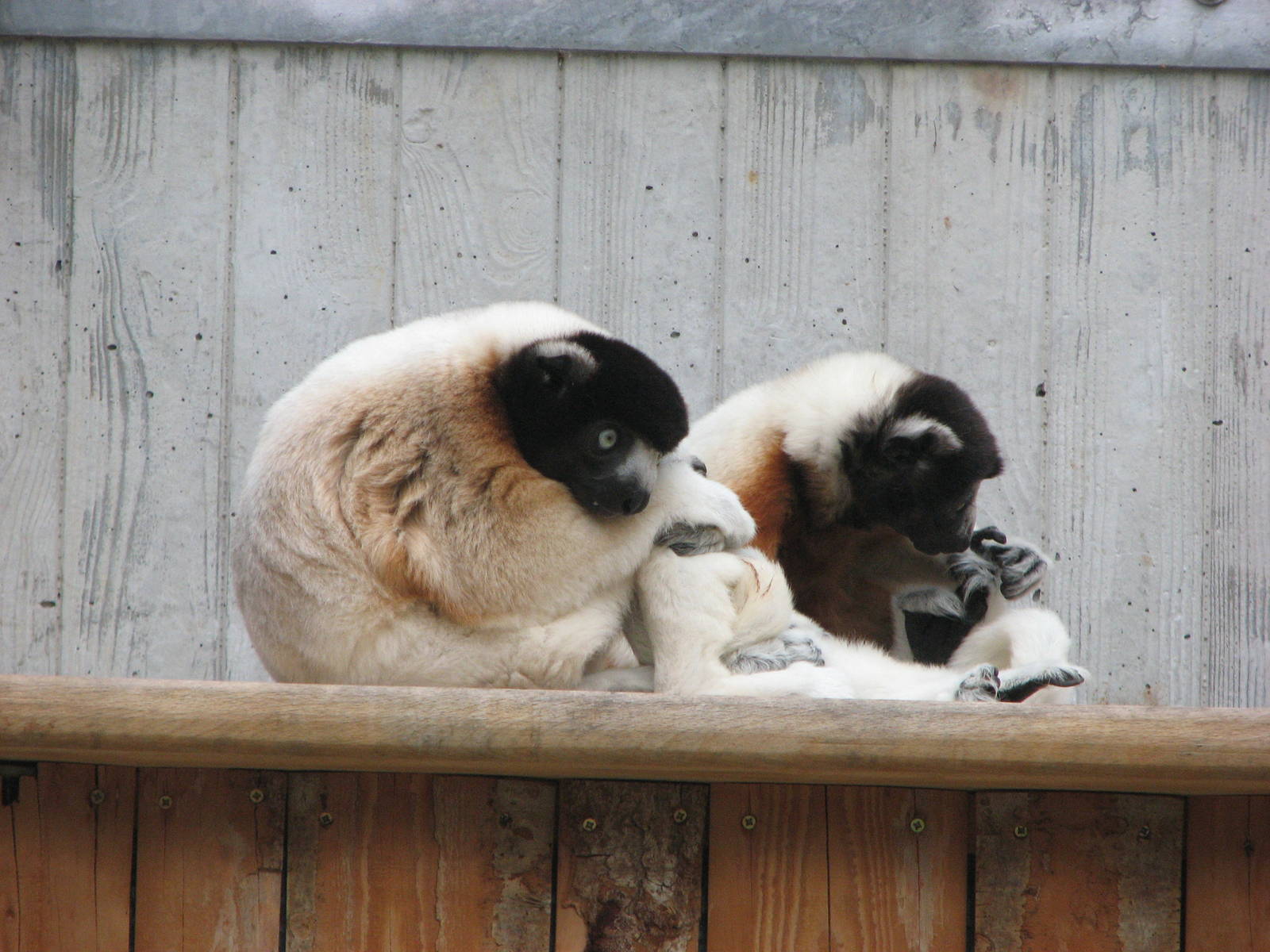 Zoo de Mulhouse 2006 - Verreaux Sifaka