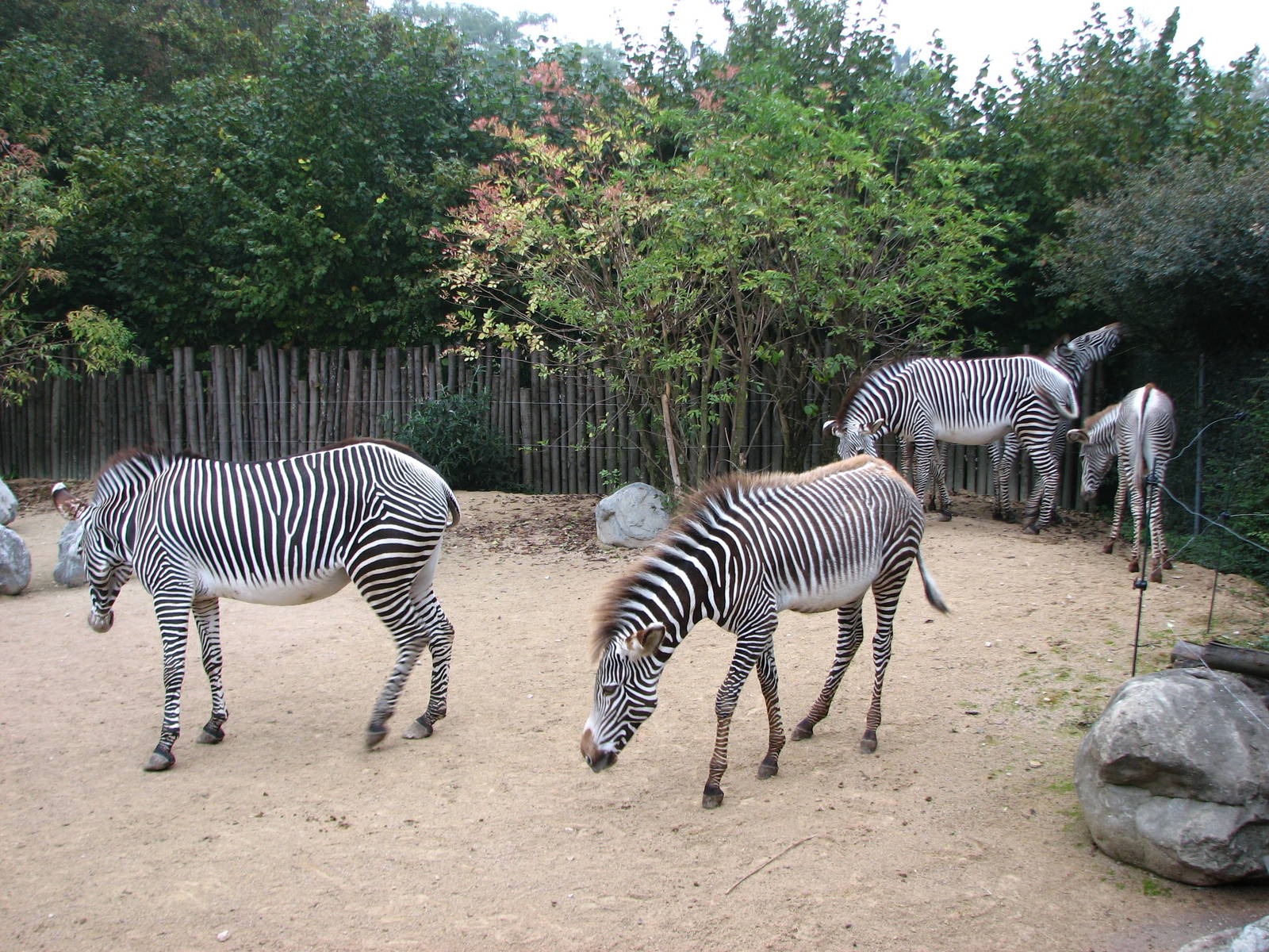 Zoo de Mulhouse 2006 - Zebra enclosure