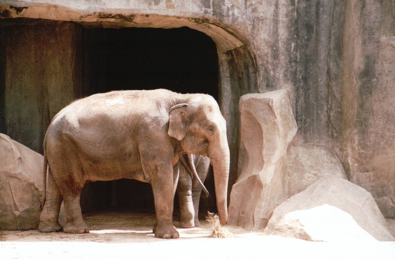 Zoo de Vincennes 2002 - Asiatic Elephant