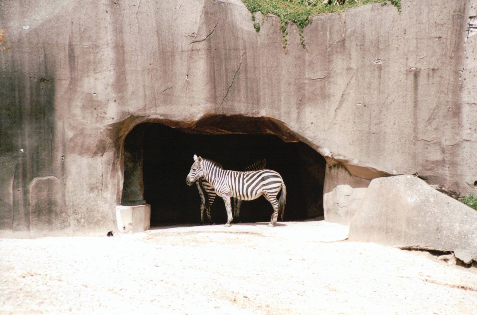 Zoo de Vincennes 2002 - Grants Zebra