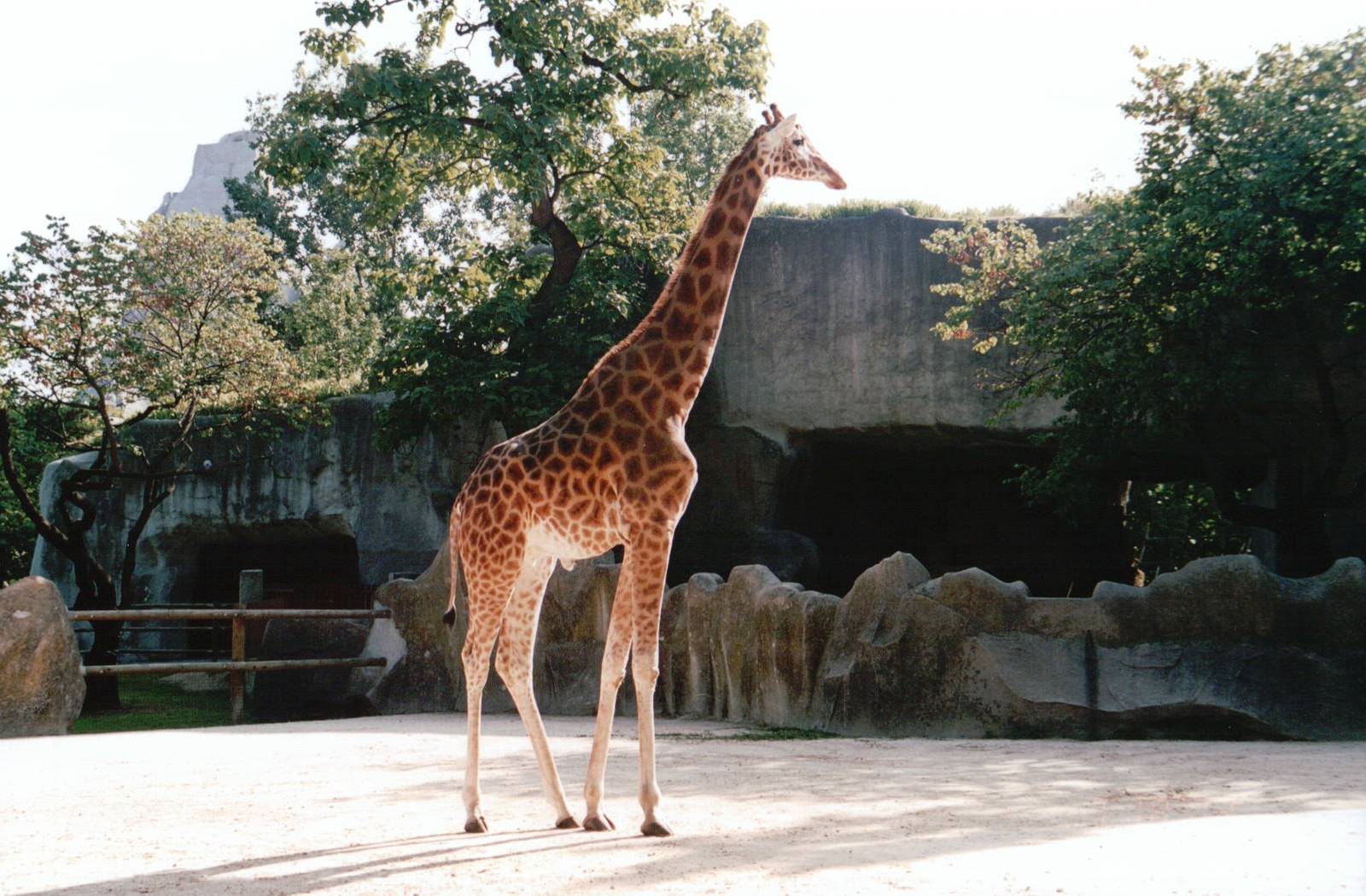 Zoo de Vincennes 2002 - Kordofan Giraffe