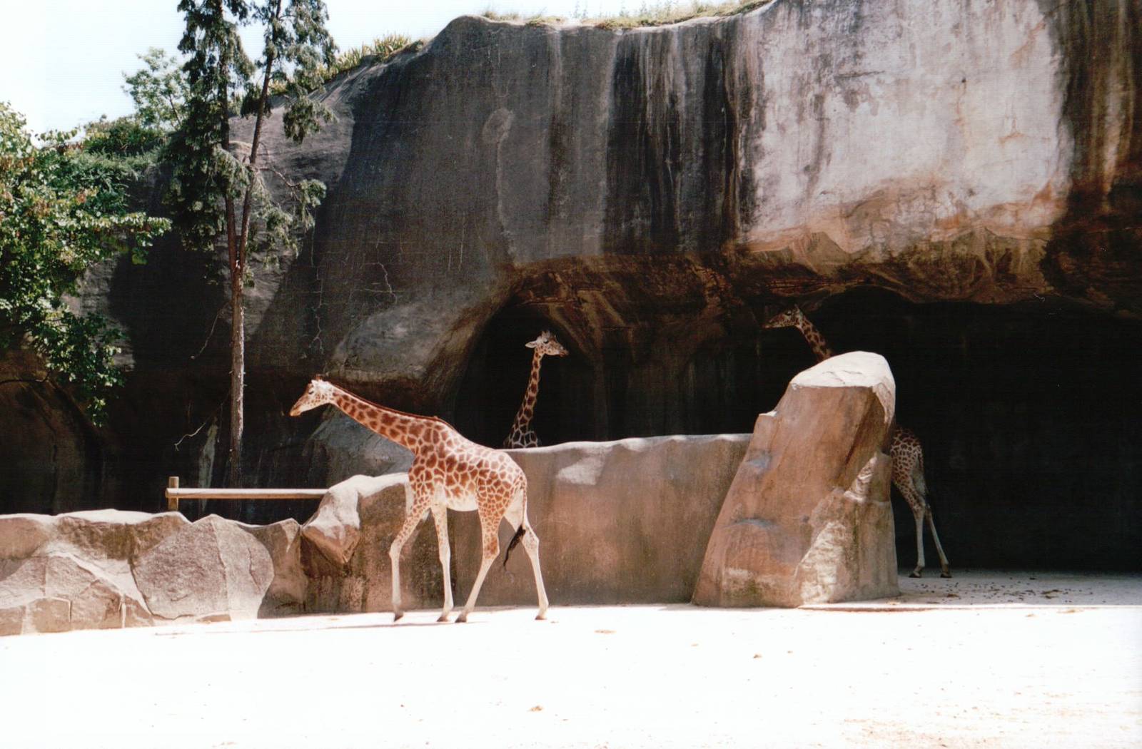 Zoo de Vincennes 2002 - Part of the Kordofan Giraffe exhibit
