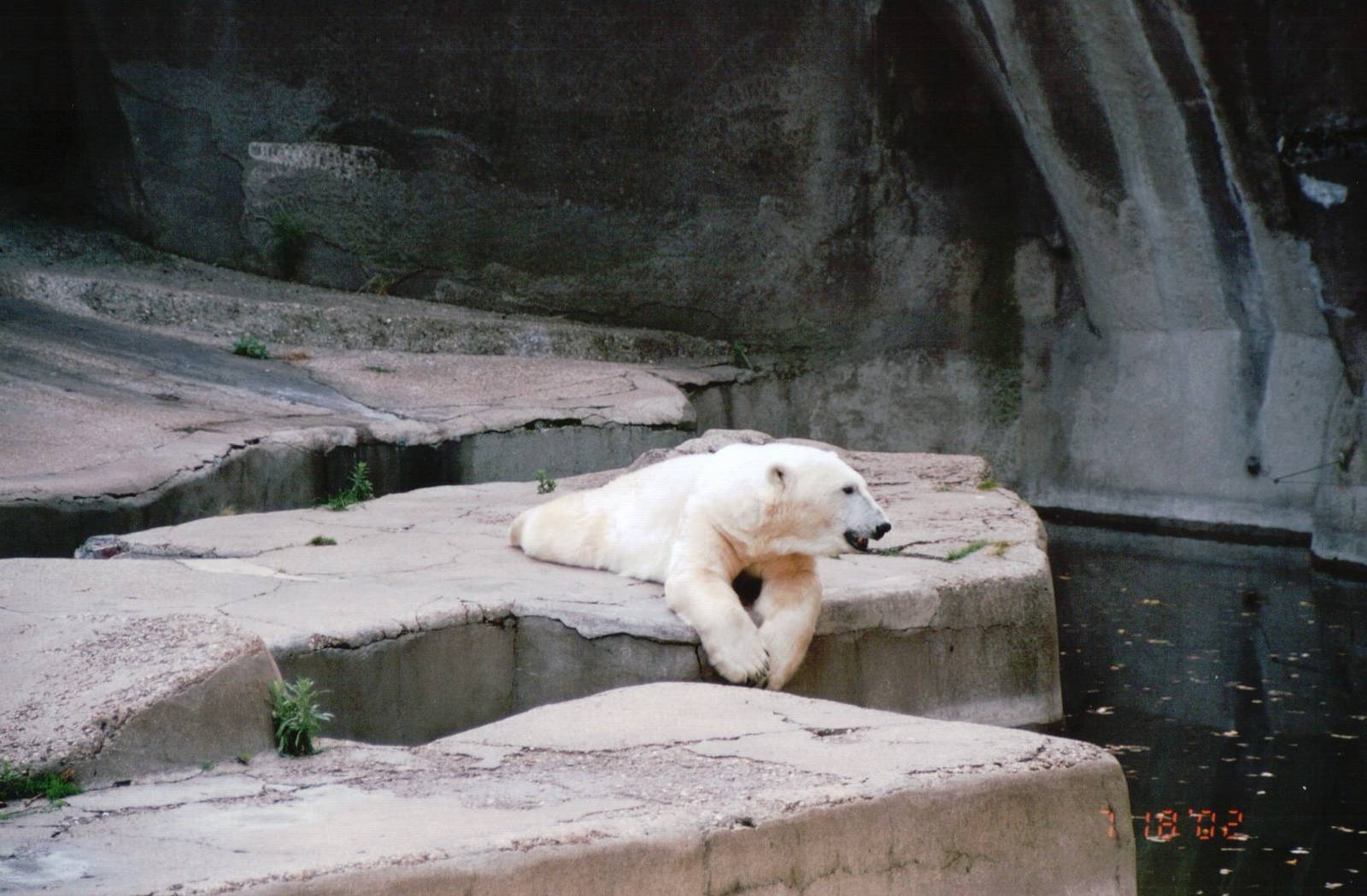 Zoo de Vincennes 2002 - Polar Bear