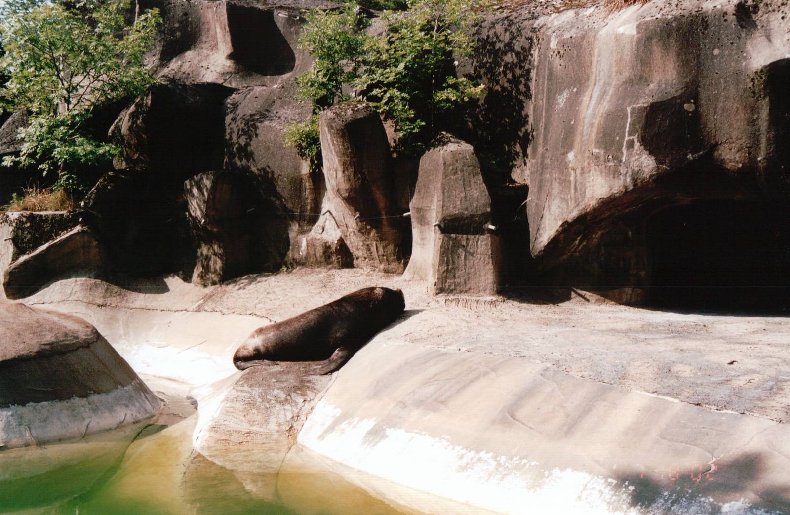 Zoo de Vincennes 2002 - South American Sea Lion