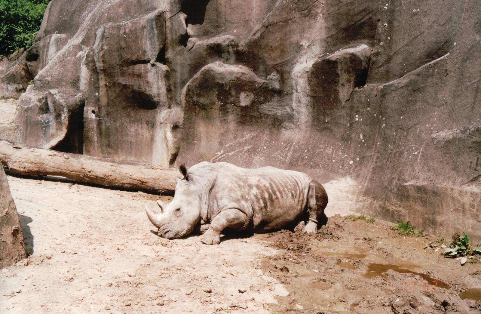 Zoo de Vincennes 2002 - White Rhinoceros