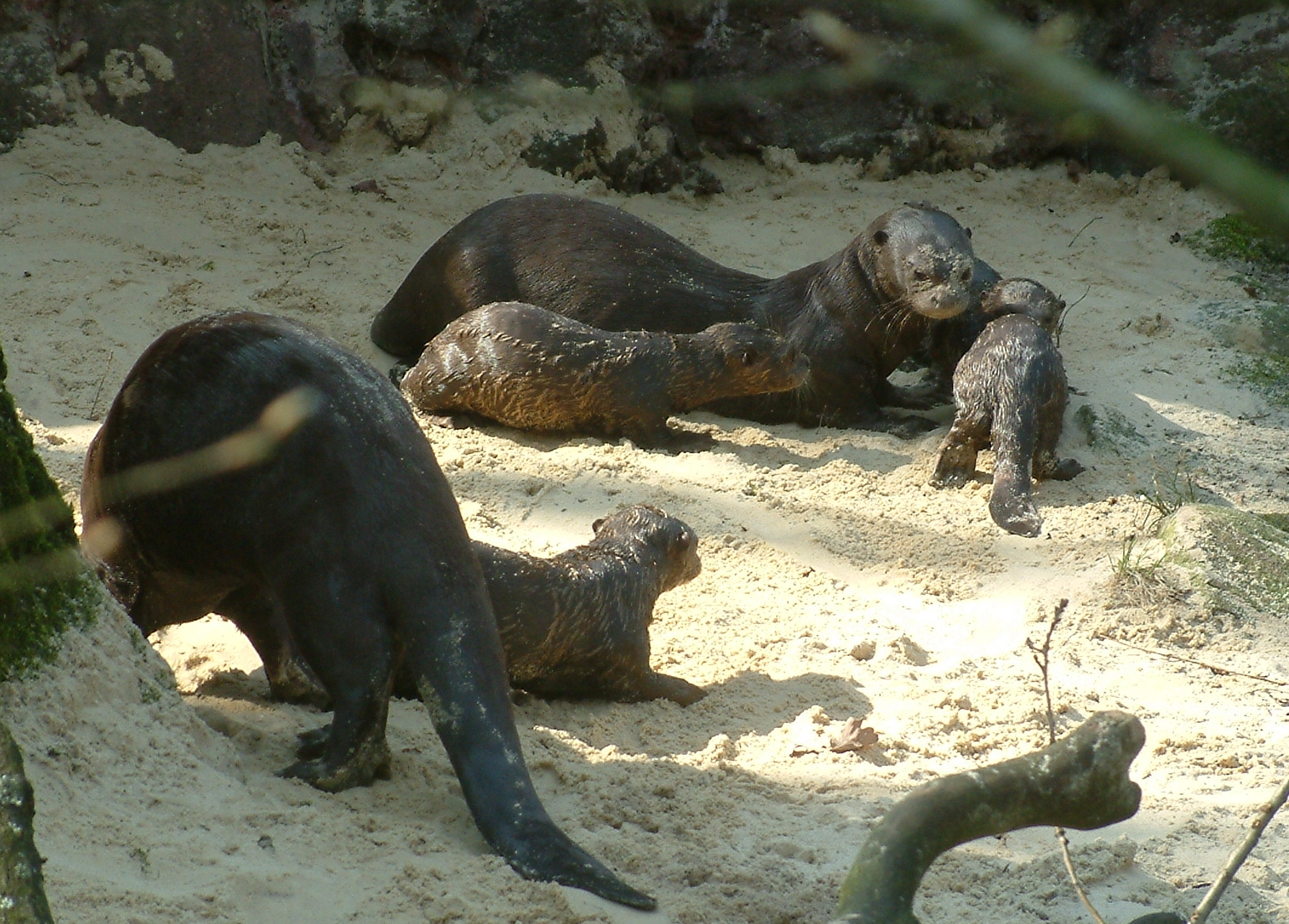 Zoo Dortmund - giant otter cubs - March 22, 2011
