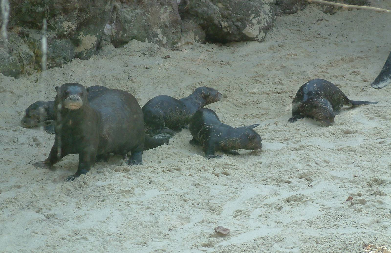 Zoo Dortmund - giant otter cubs - March 22, 2011