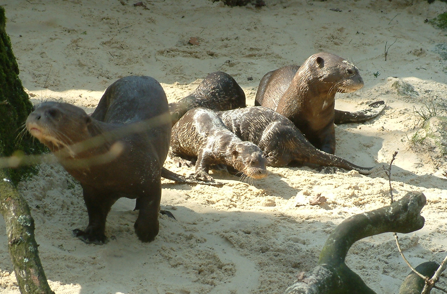 Zoo Dortmund - giant otter cubs - March 22, 2011