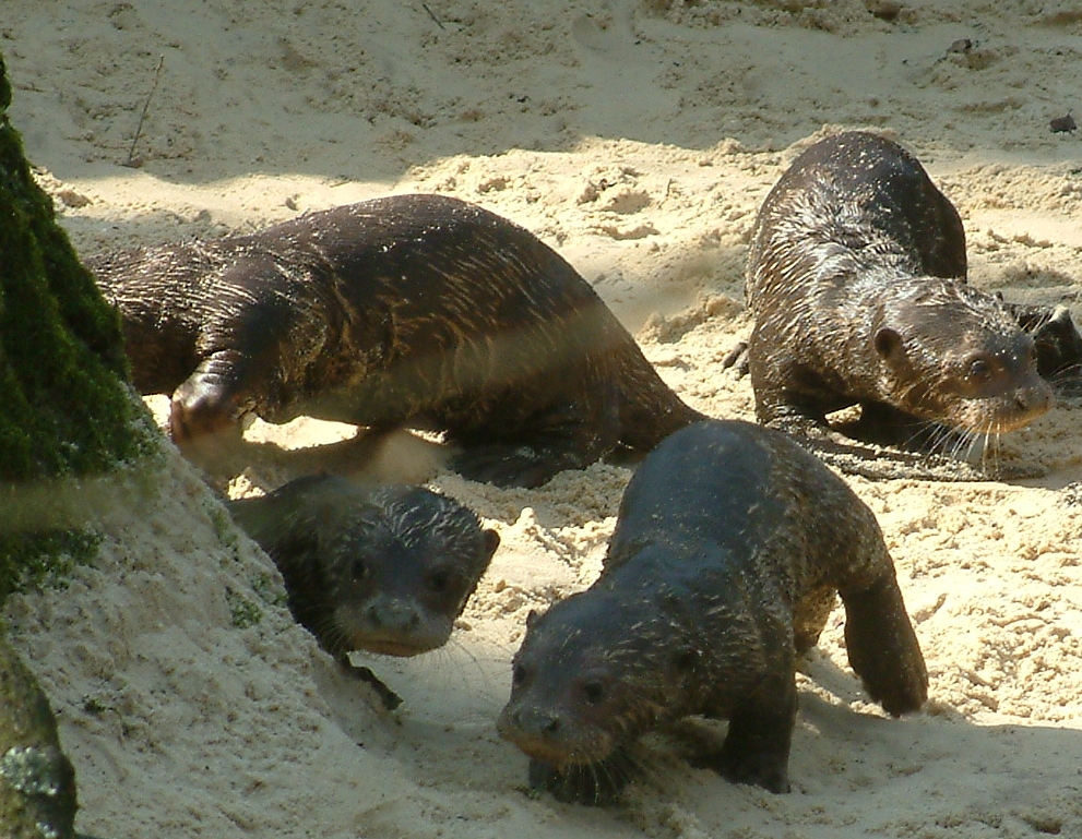 Zoo Dortmund - giant otter cubs - March 22, 2011