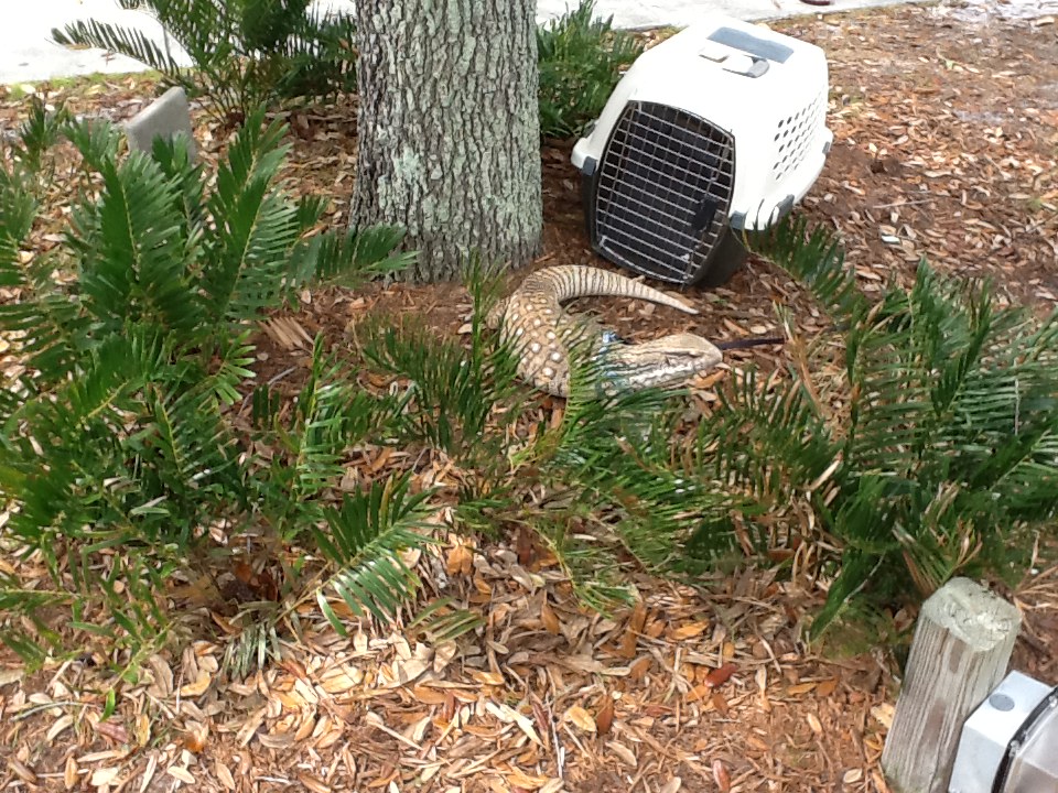 Zoo Education- Monitor Lizard