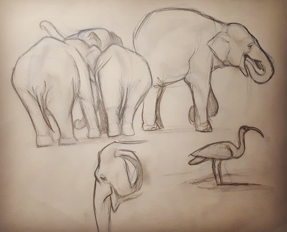 Zoo elephant drawings