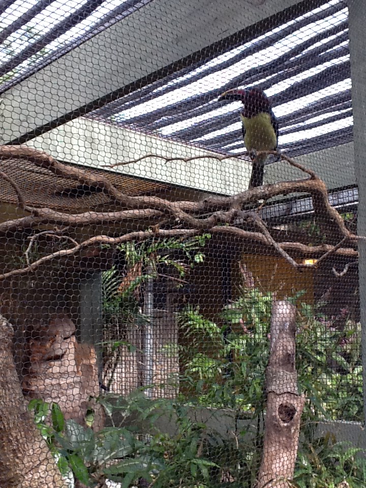 Zoo Entrance - Green Aracari