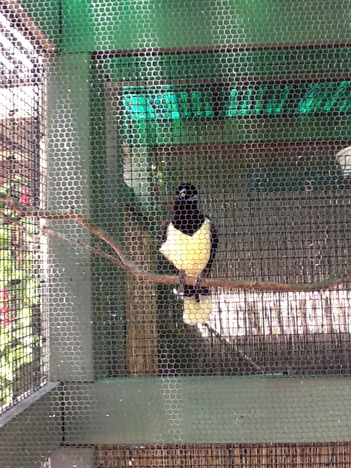 Zoo Entrance - Plush-Crested Jay