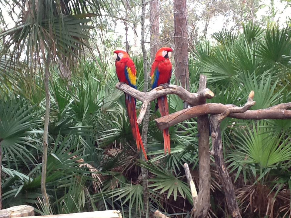 Zoo Exit- Scarlet Macaws