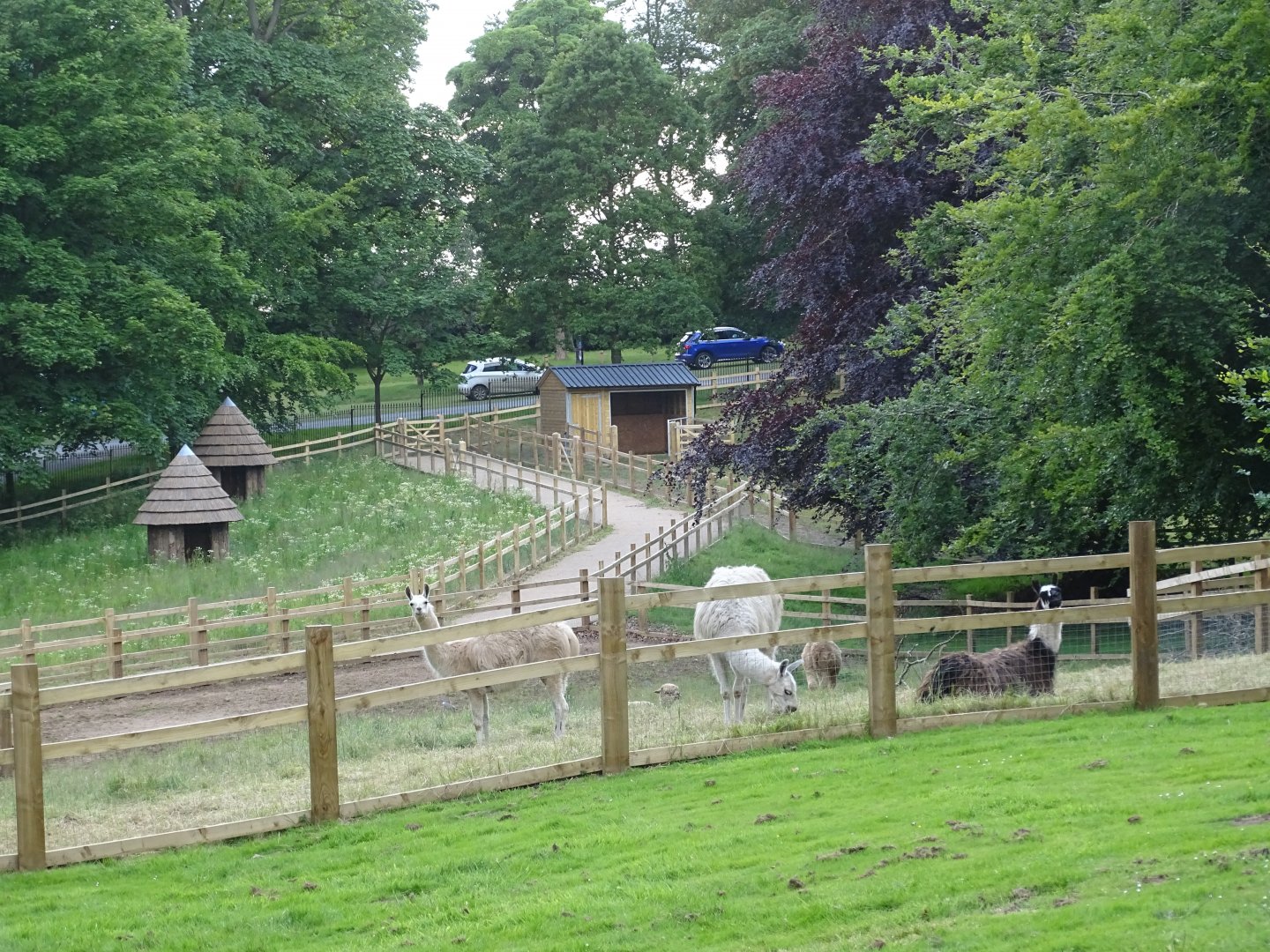 Zoo extension, 21st June 2024