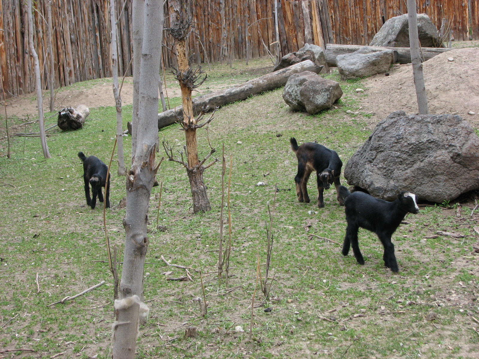 Zoo Farm - Baby Goats