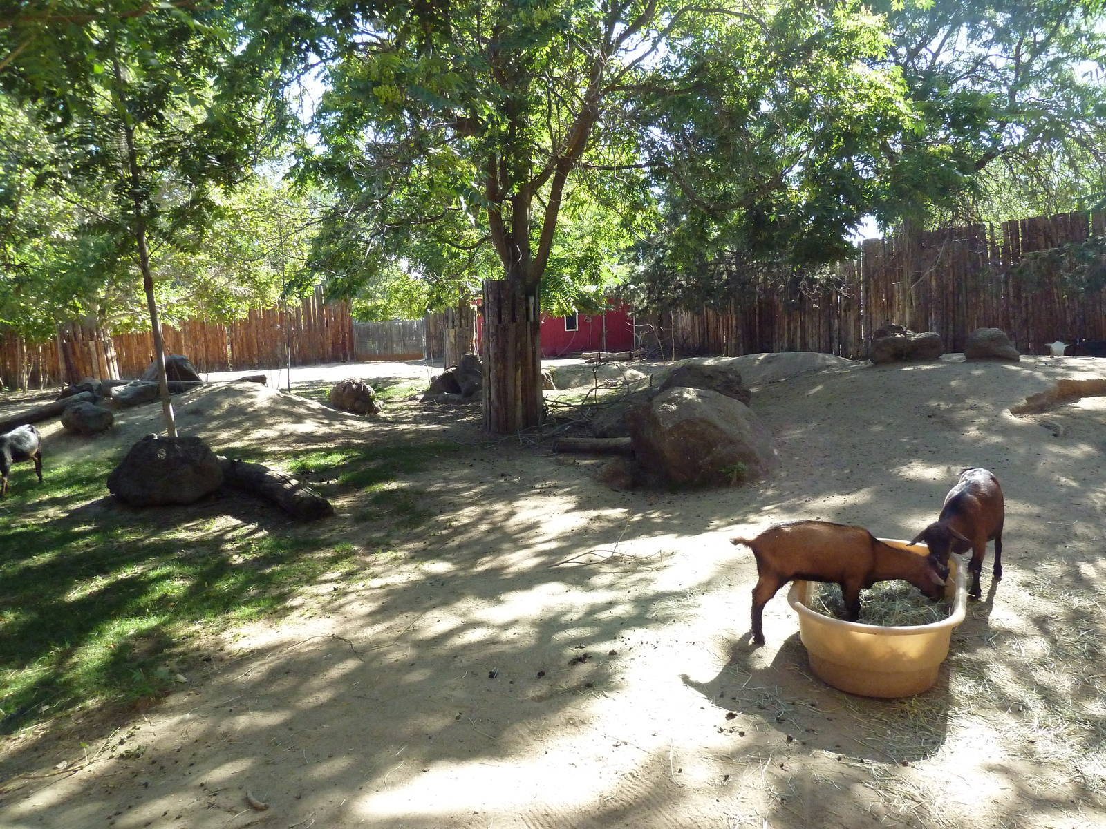 Zoo Farm - Goat Exhibit