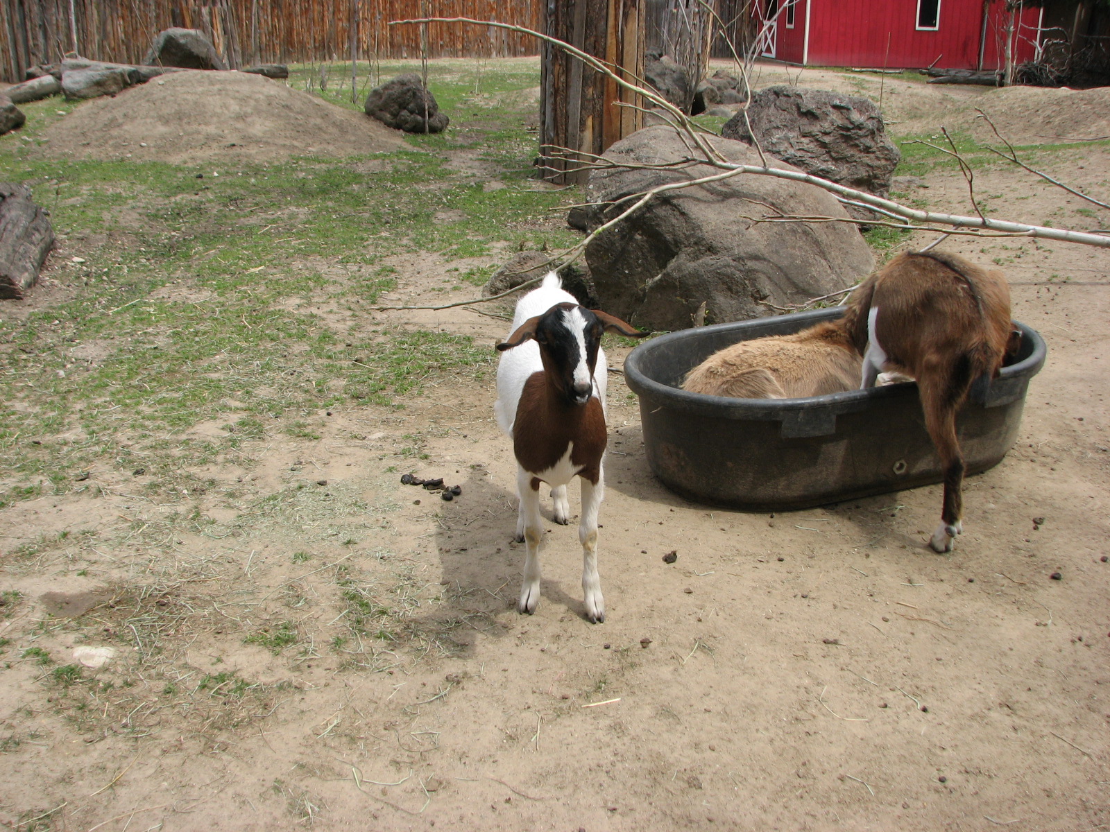 Zoo Farm - Goats