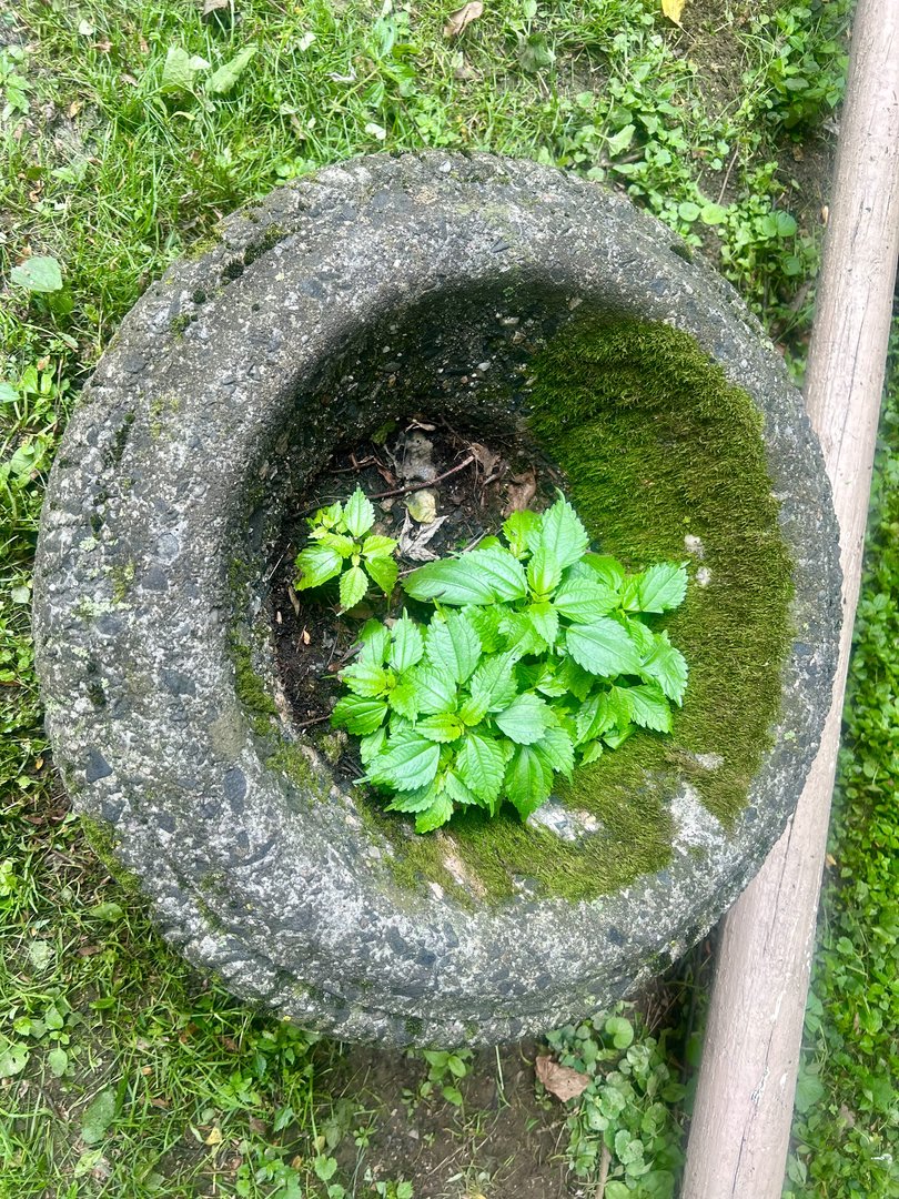 Zoo Flora and Art in one medium