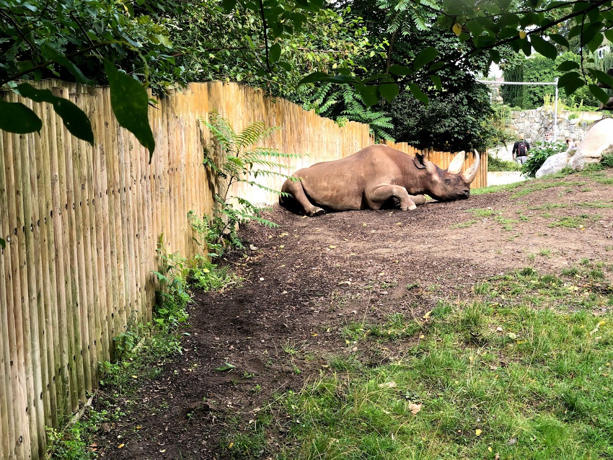Zoo Frankfurt- black rhinoceros- 2021