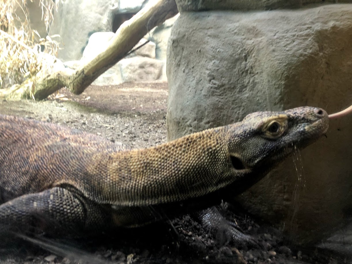 Zoo Frankfurt- comodo dragon- 2021