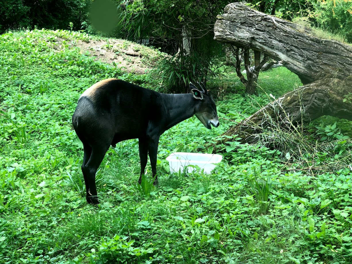 Zoo Frankfurt- duiker- 2021