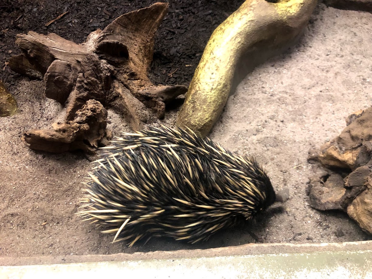 Zoo Frankfurt- echidna- 2021