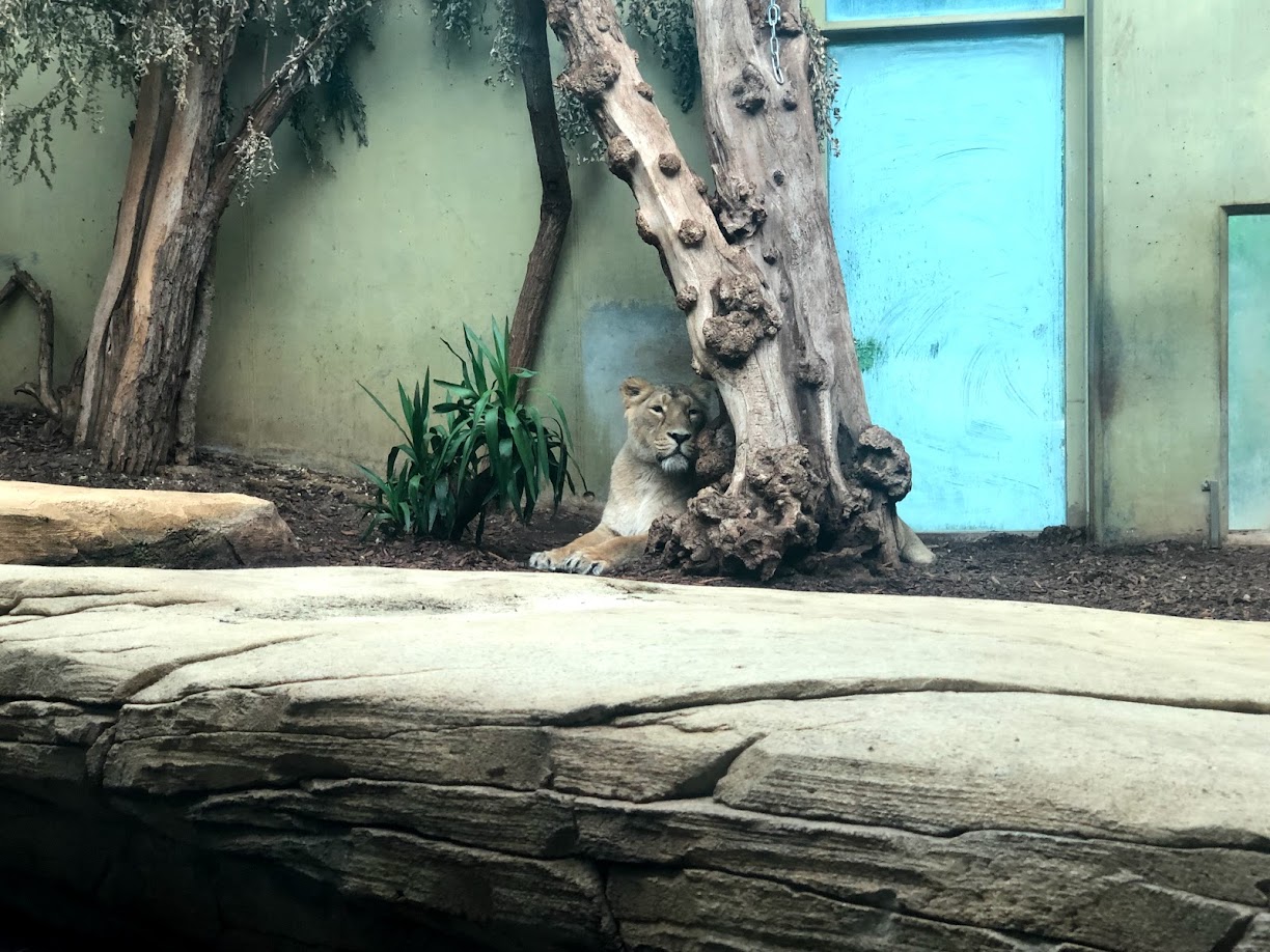 Zoo Frankfurt- female Asian lion- 2021