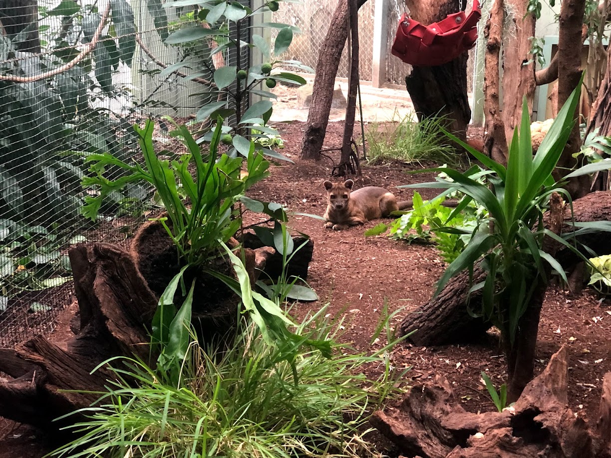 Zoo Frankfurt- fossa- 2021