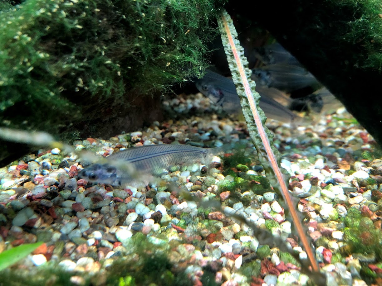 Zoo Frankfurt- glass catfish- 2021