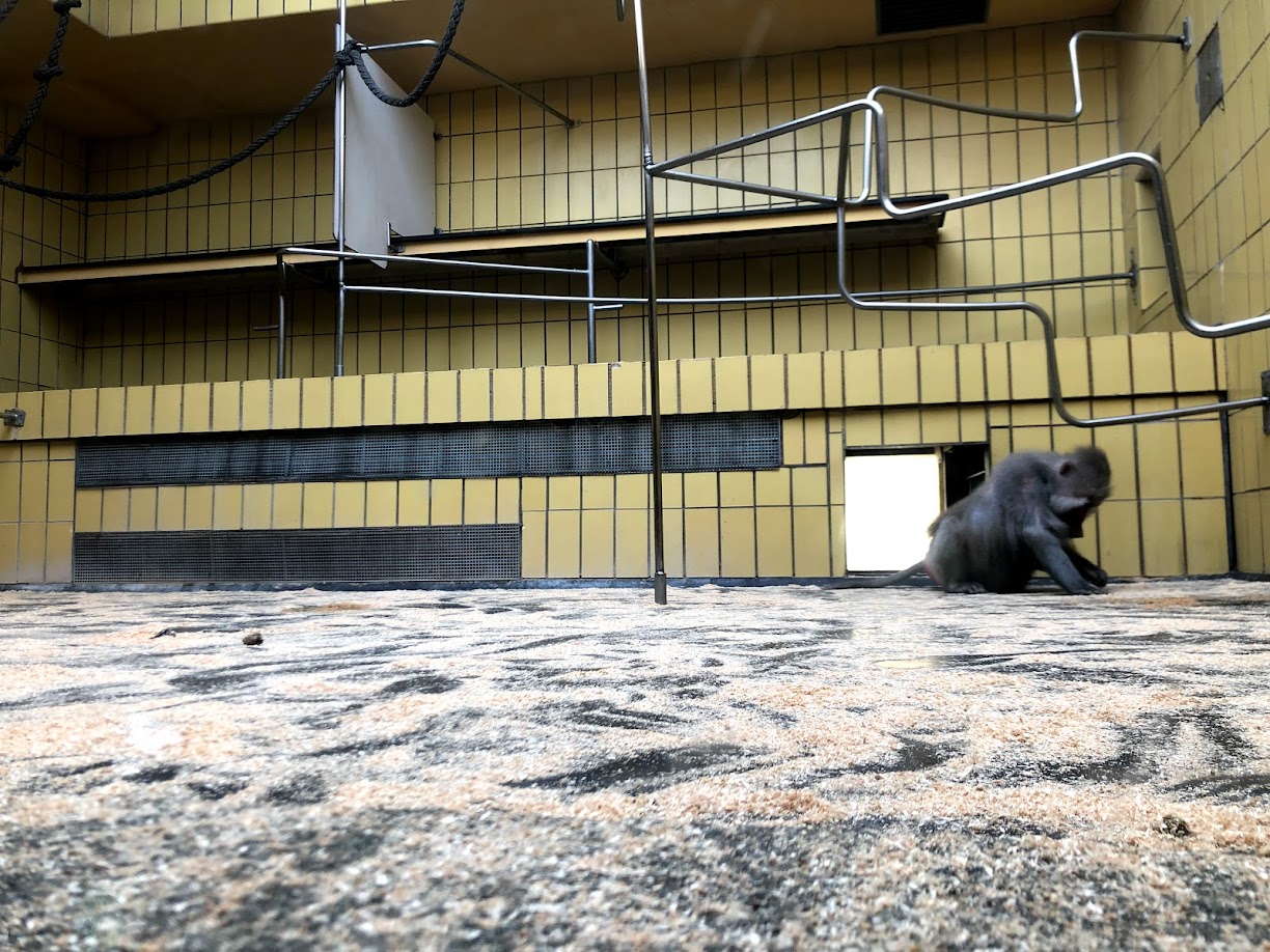 Zoo Frankfurt- Hamadryan baboon indoor exhibit- 2021