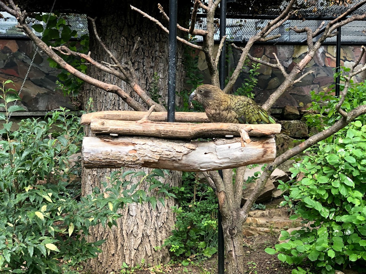 Zoo Frankfurt- kea- 2021