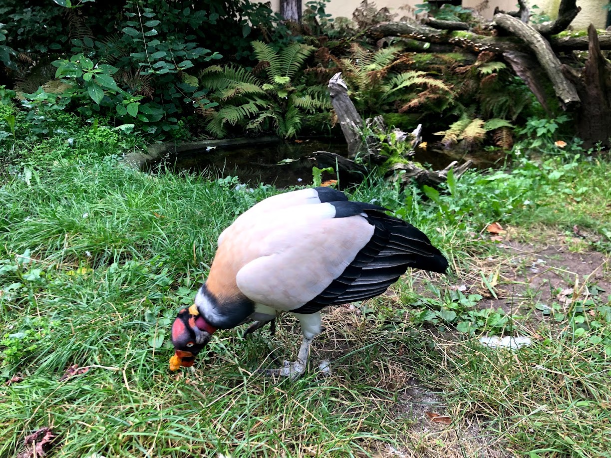 Zoo Frankfurt- king vulture- 2021