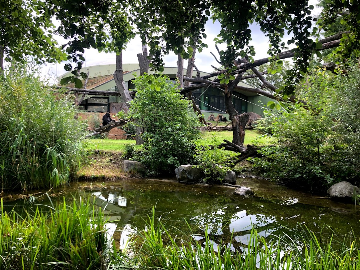 Zoo Frankfurt- lowland gorilla- 2021
