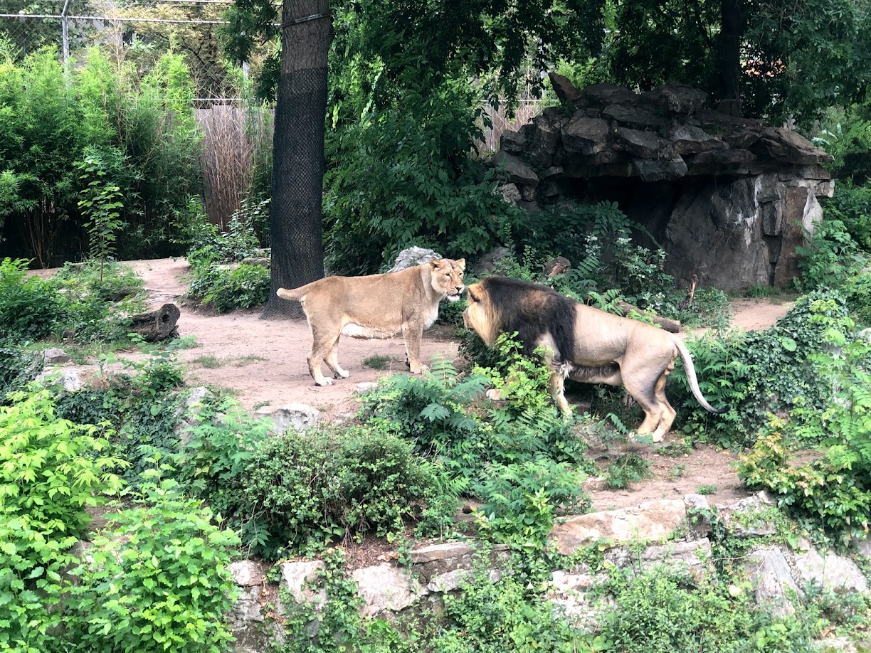 Zoo Frankfurt- male and female Asian lion- 2021