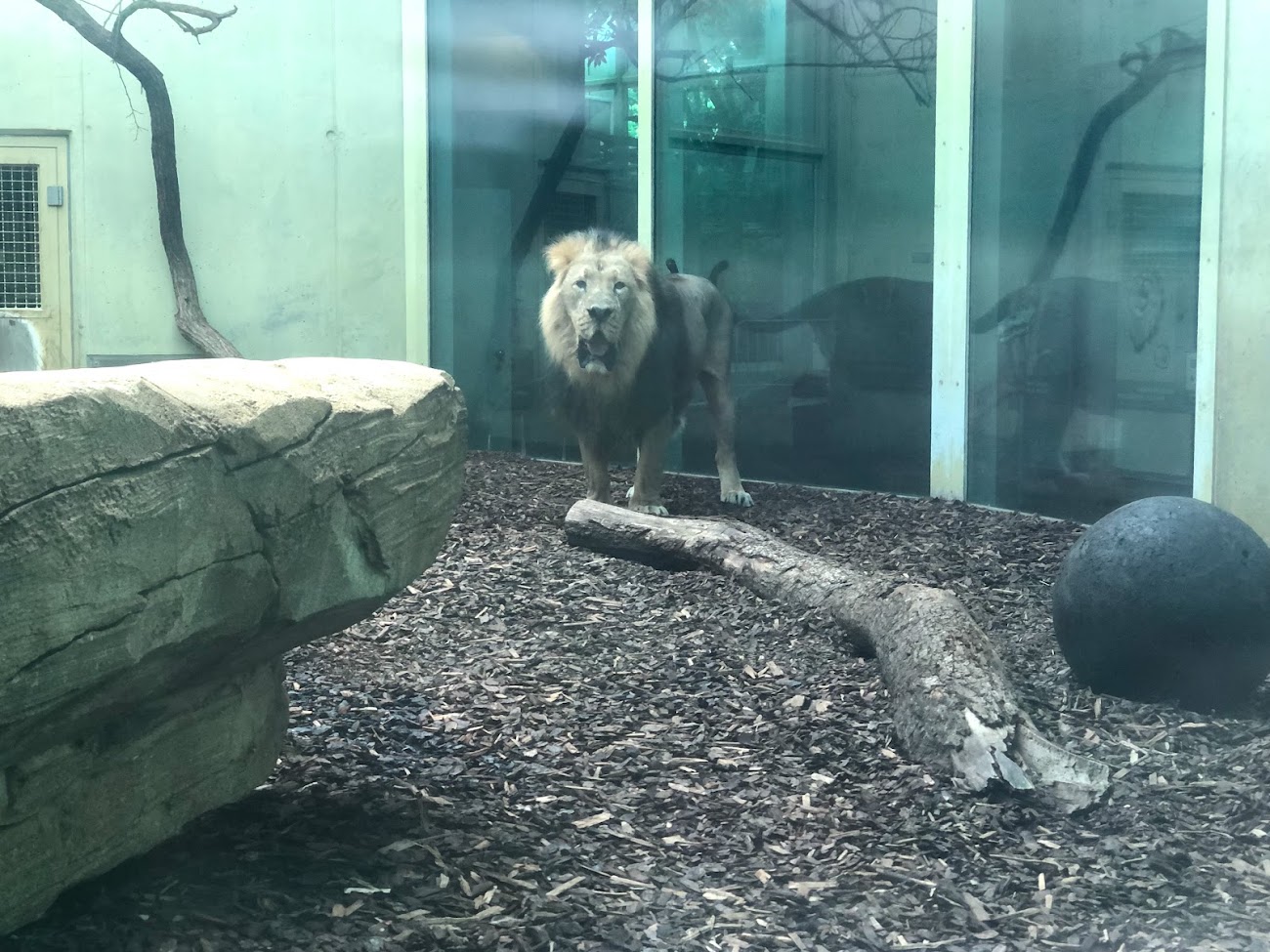 Zoo Frankfurt- male Asian lion- 2021
