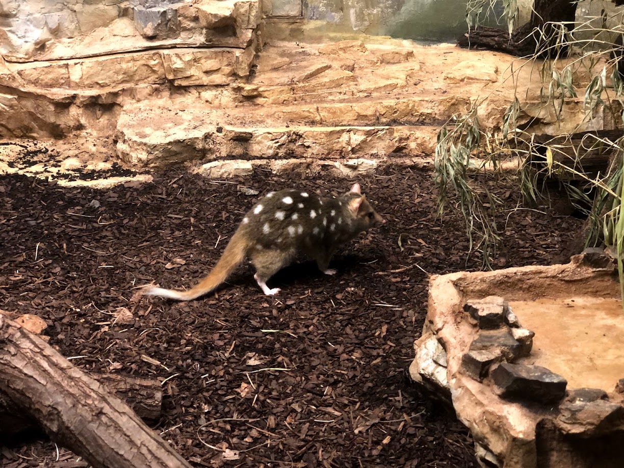 Zoo Frankfurt- quoll- 2021