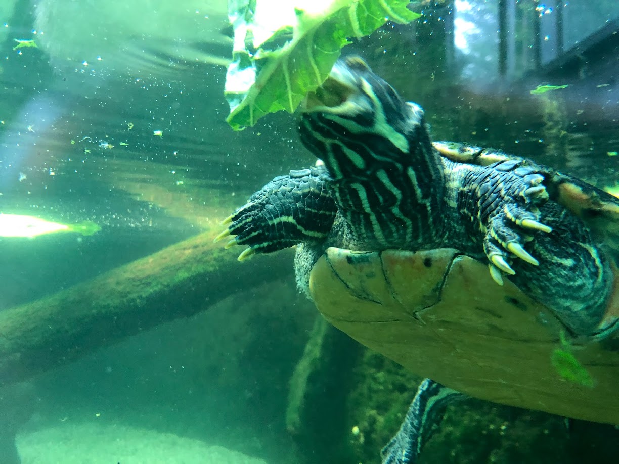 Zoo Frankfurt- turtle eating lettuce- 2021