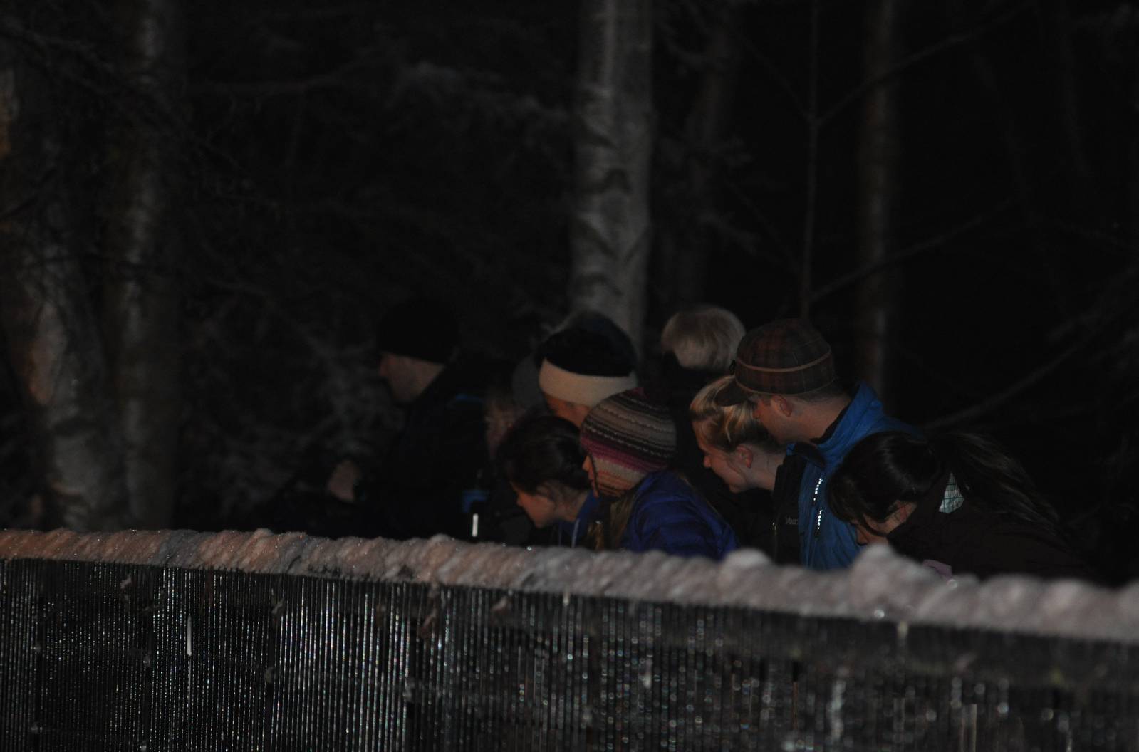 Zoo Guests viewing Amur Tiger Exhibit