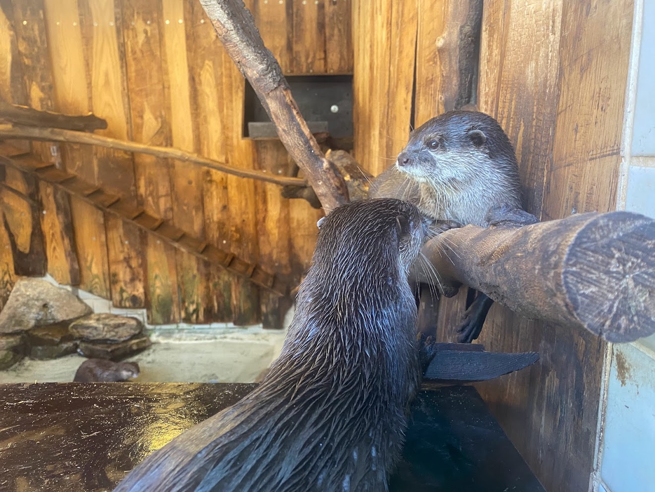 Zoo Heidelberg- Asian small-clawed otter- 2023
