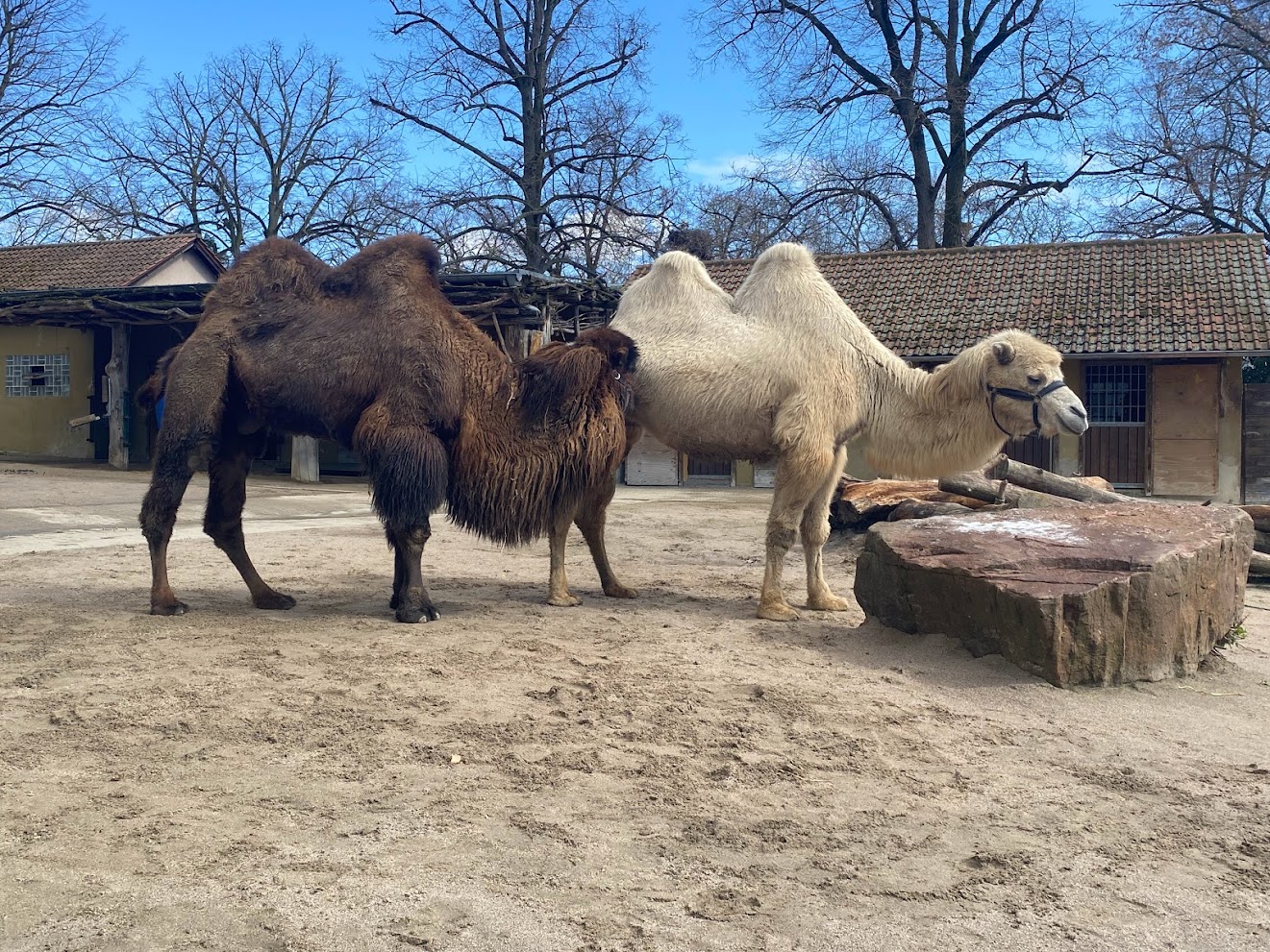 Zoo Heidelberg- Bactrian camel- 2023