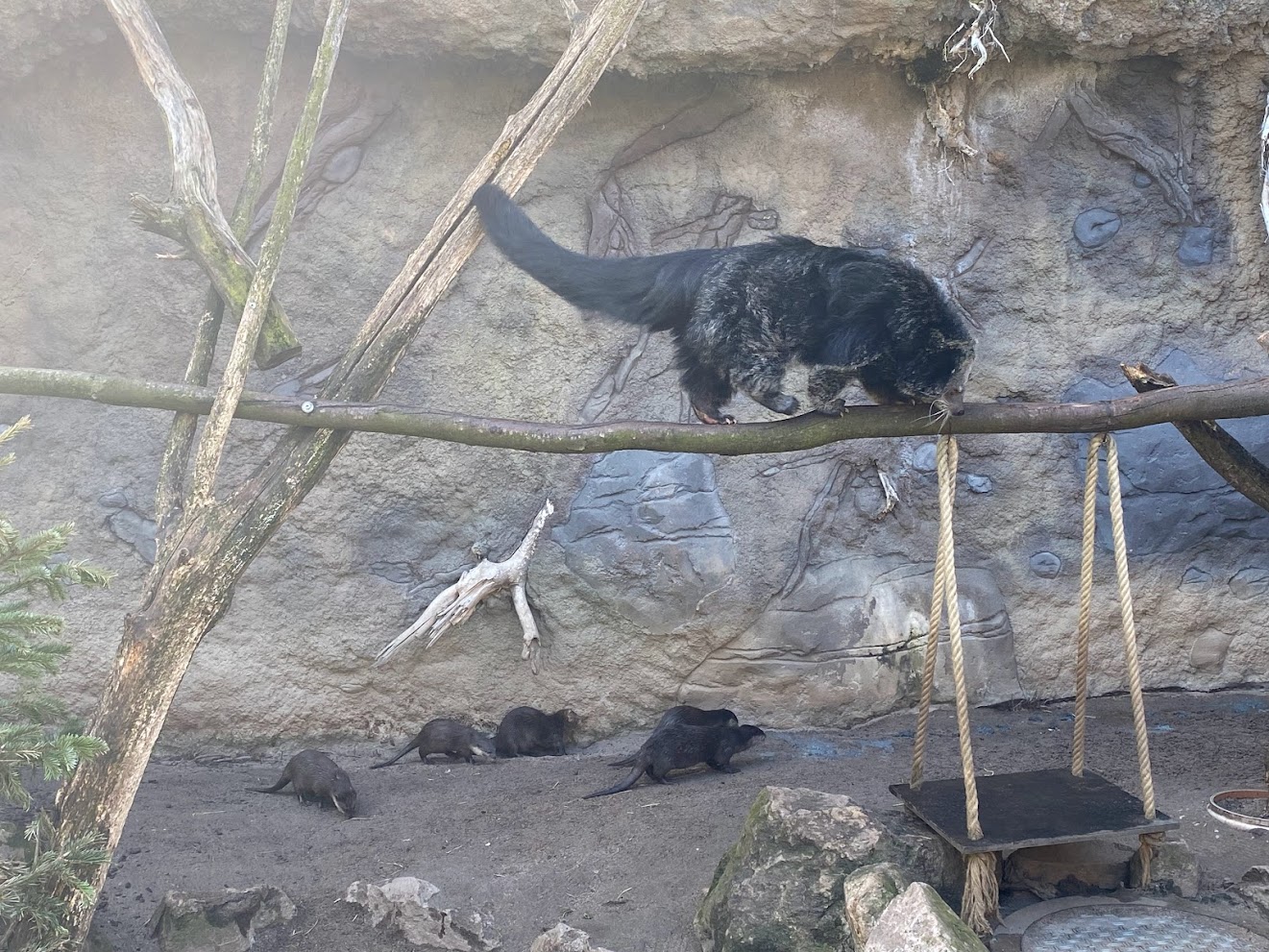 Zoo Heidelberg- binturong together with small-clawed otter- 2023