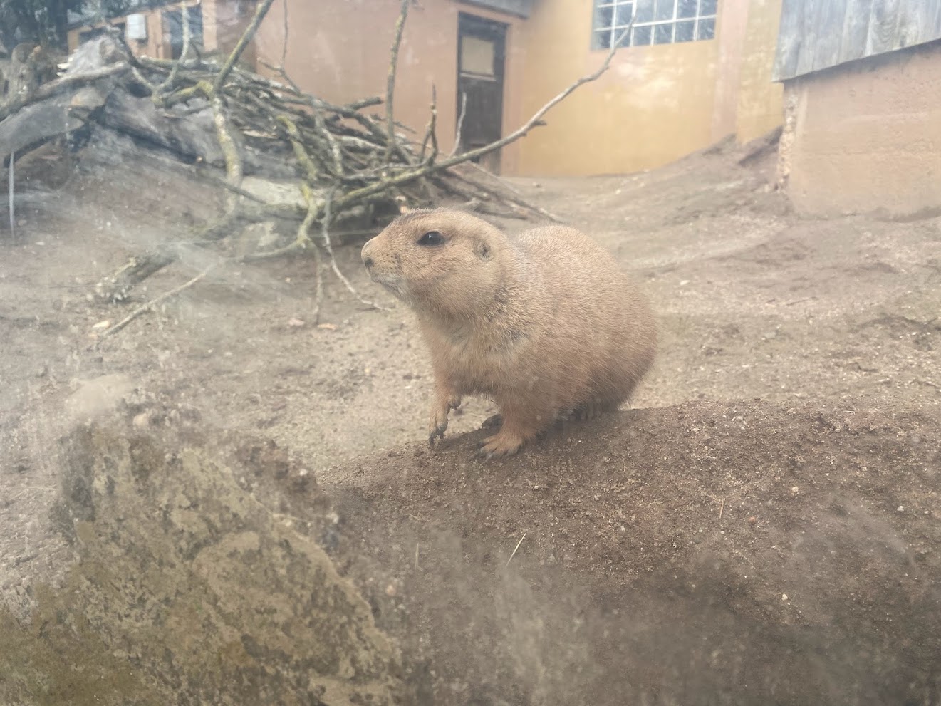 Zoo Heidelberg- black-tailed prairie dog- 2023