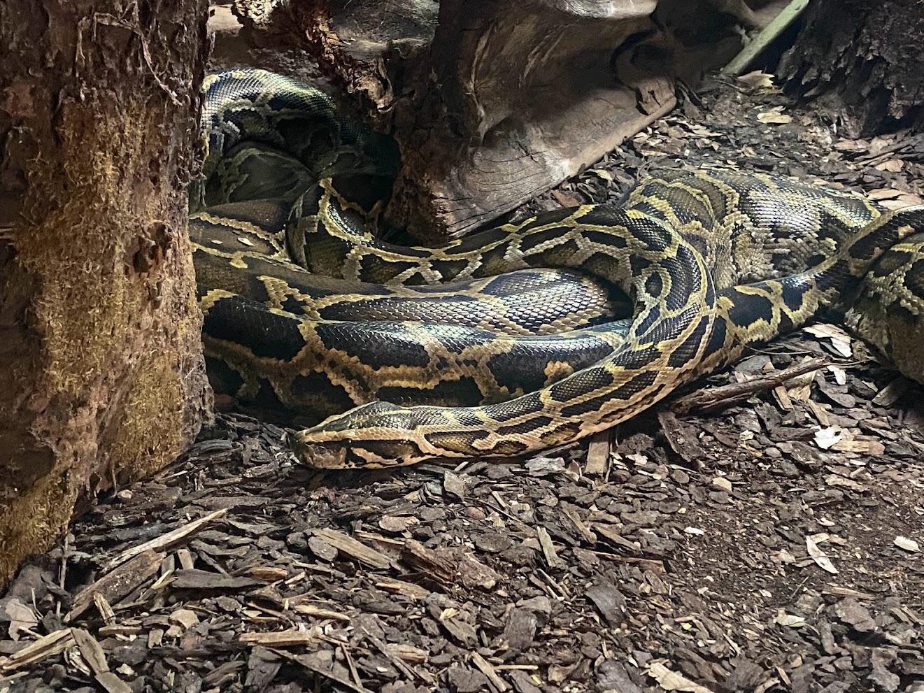 Zoo Heidelberg- Burmese python- 2023