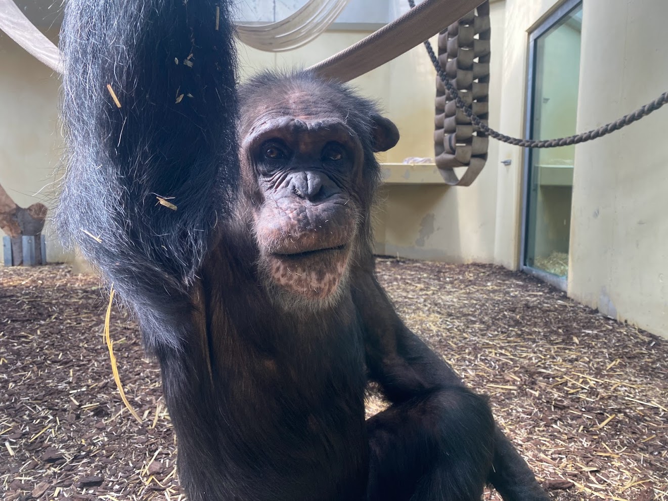 Zoo Heidelberg- chimpanzee- 2023