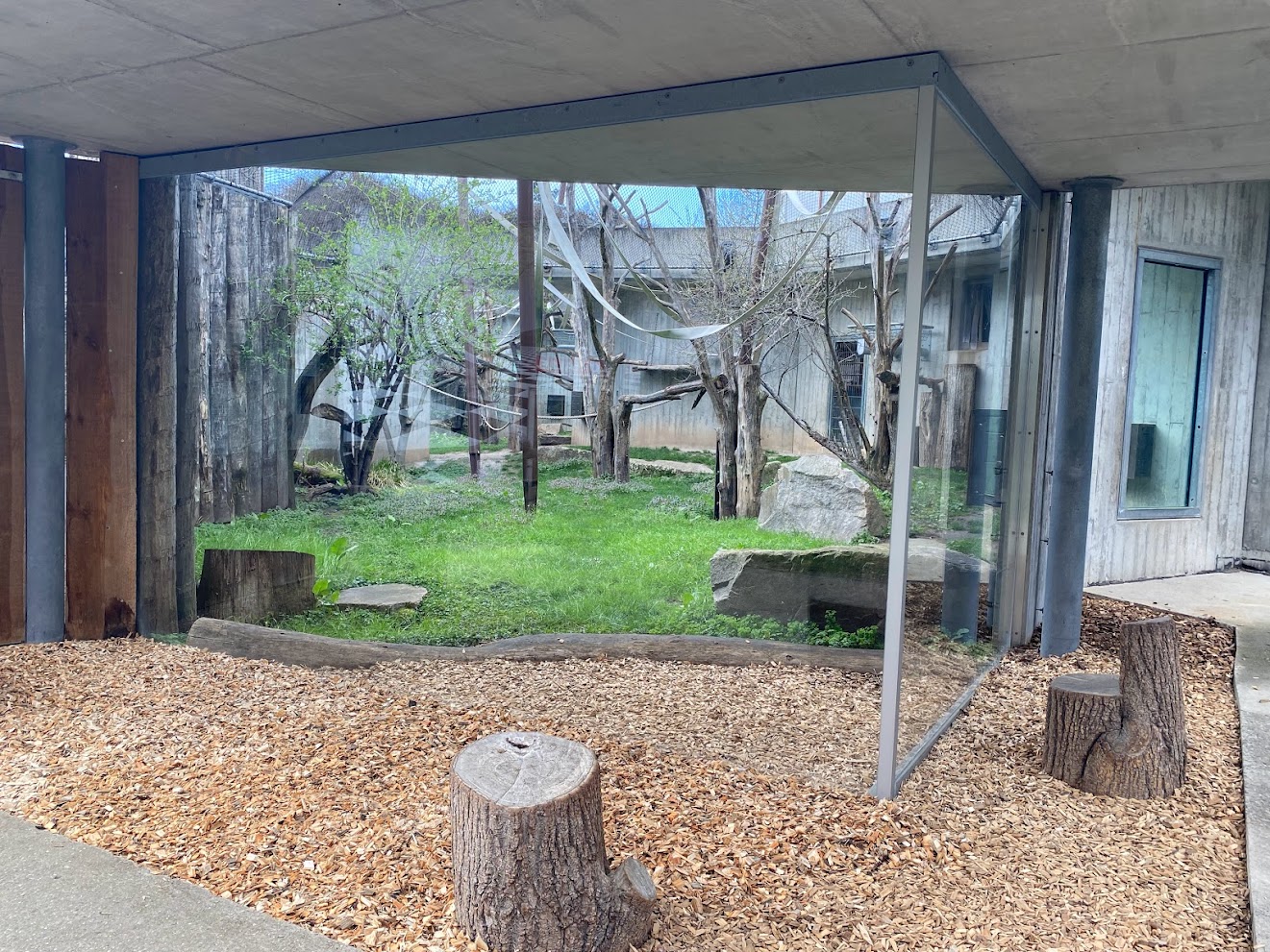 Zoo Heidelberg- chimpanzee enclosure- 2023